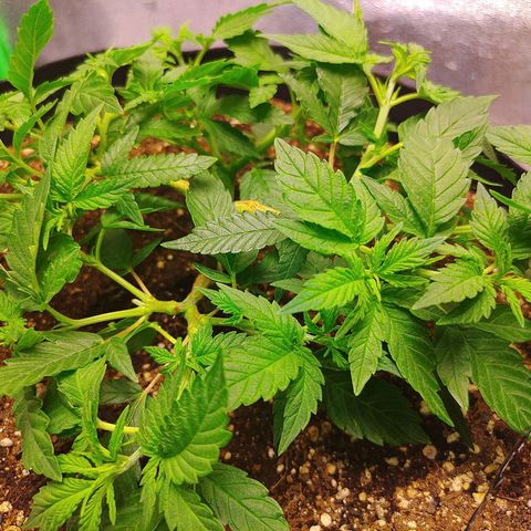 Zkittlez #5 M growlog timeline photo