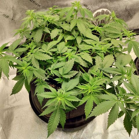 Zkittlez #5 M growlog timeline photo