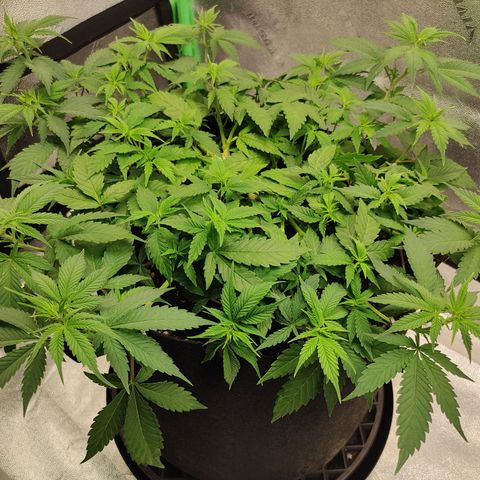 Zkittlez #5 M growlog timeline photo