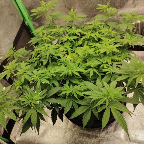 Zkittlez #5 M growlog timeline photo