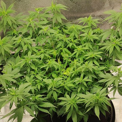 Zkittlez #5 M growlog timeline photo