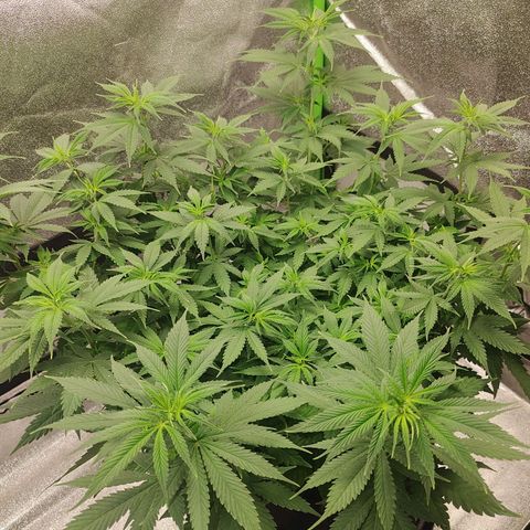 Zkittlez #5 M growlog timeline photo