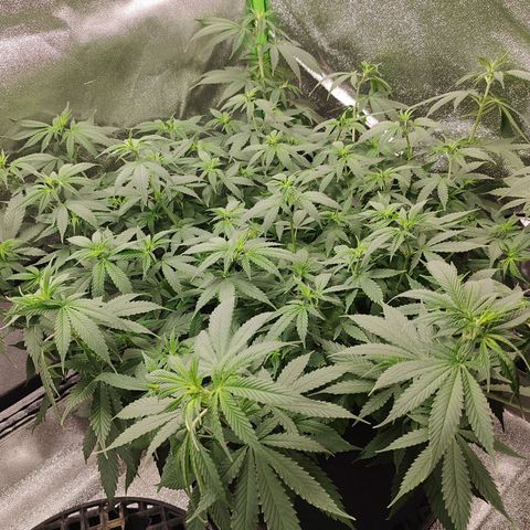 Zkittlez #5 M growlog timeline photo