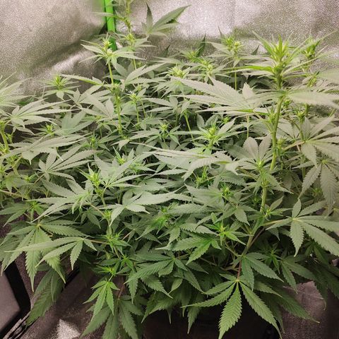 Zkittlez #5 M growlog timeline photo