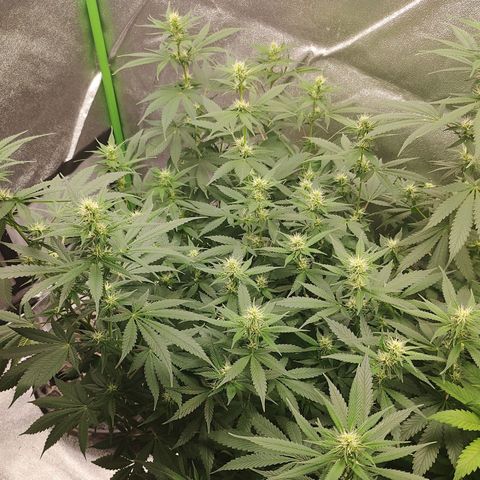 Zkittlez #5 M growlog timeline photo