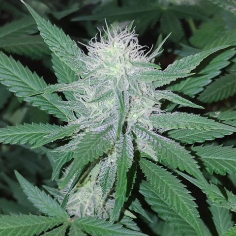 Zkittlez #5 M growlog timeline photo