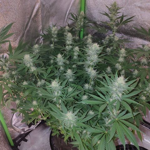 Zkittlez #5 M growlog timeline photo