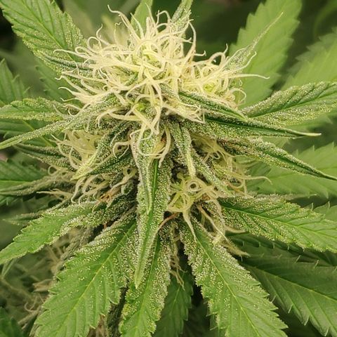 Zkittlez #5 M growlog timeline photo