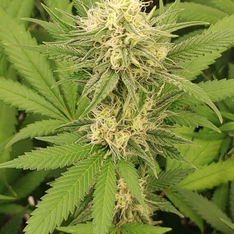 Zkittlez #5 M growlog timeline photo