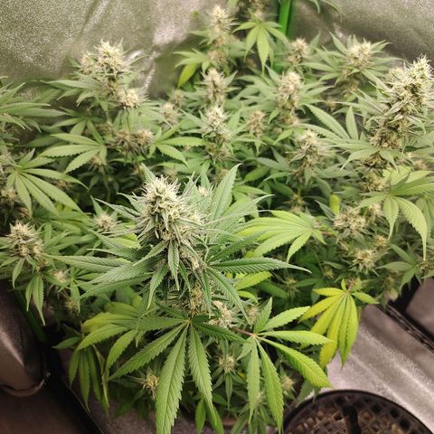 Zkittlez #5 M growlog timeline photo