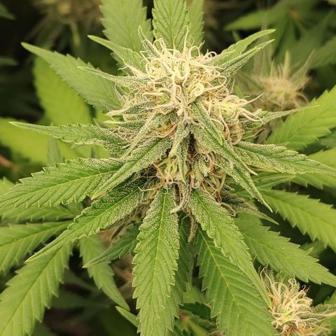 Zkittlez #5 M growlog timeline photo
