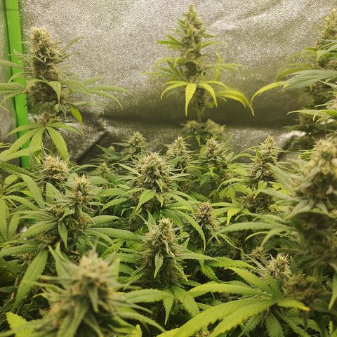 Zkittlez #5 M growlog timeline photo