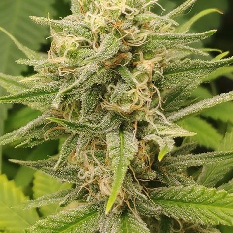 Zkittlez #5 M growlog timeline photo