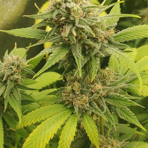 Zkittlez #5 M growlog timeline photo