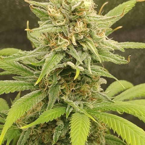 Zkittlez #5 M growlog timeline photo