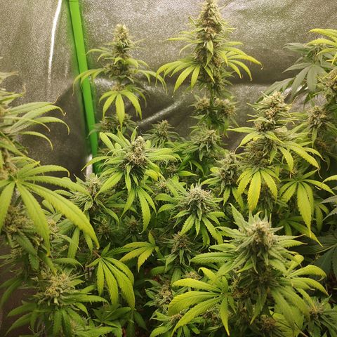 Zkittlez #5 M growlog timeline photo