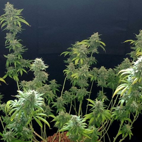 Zkittlez #5 M growlog timeline photo