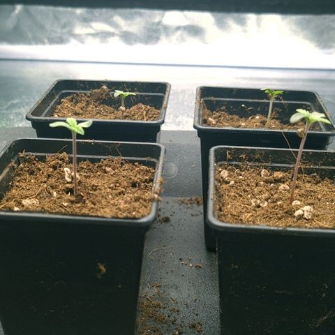 Bruce Banner #3 growlog timeline photo
