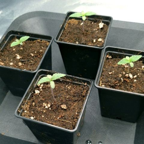 Bruce Banner #3 growlog photo: 1er arrosage depuis le rempotage
Engrais dans 1l utilisé 200ml pour 4 pots