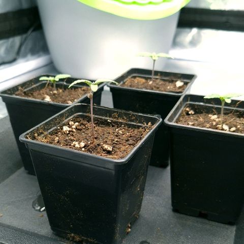 Bruce Banner #3 growlog photo: 1er arrosage depuis le rempotage
Engrais dans 1l utilisé 200ml pour 4 pots