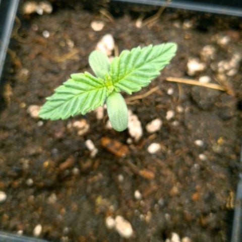 Bruce Banner #3 growlog photo: 1er arrosage depuis le rempotage
Engrais dans 1l utilisé 200ml pour 4 pots