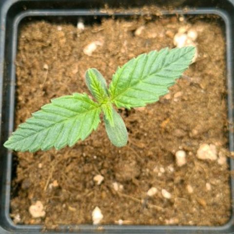 Bruce Banner #3 growlog timeline photo