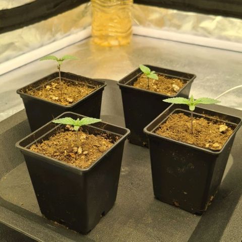 Bruce Banner #3 growlog timeline photo