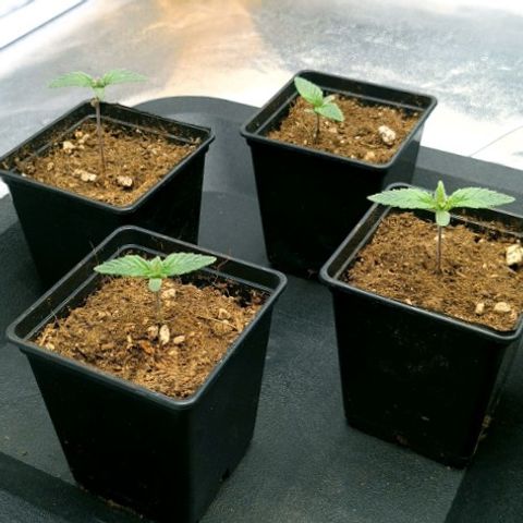 Bruce Banner #3 growlog timeline photo
