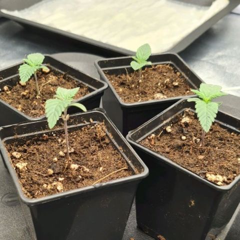 Bruce Banner #3 growlog timeline photo