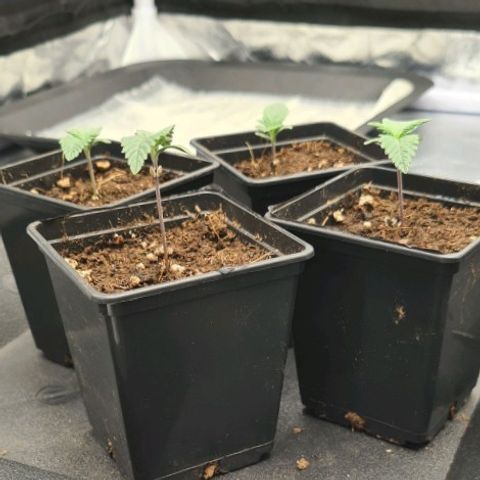 Bruce Banner #3 growlog timeline photo
