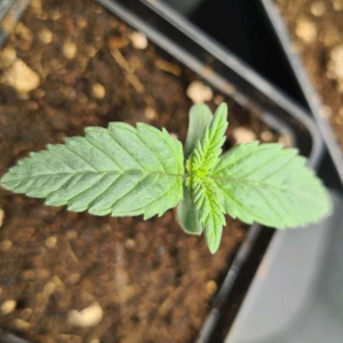 Bruce Banner #3 growlog timeline photo