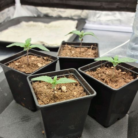 Bruce Banner #3 growlog timeline photo