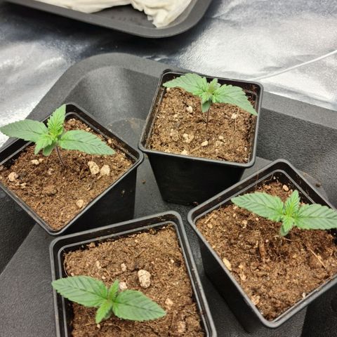 Bruce Banner #3 growlog timeline photo