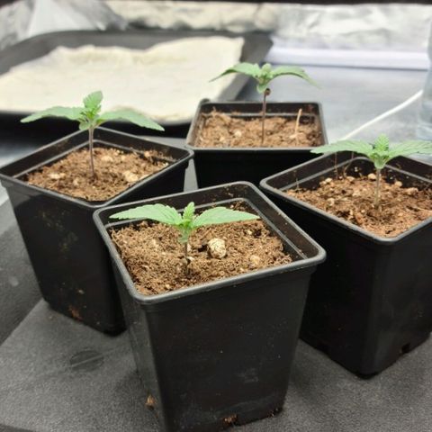 Bruce Banner #3 growlog timeline photo