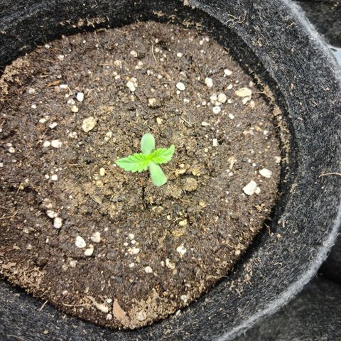 Bruce Banner #3 growlog timeline photo
