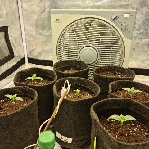 Bruce Banner #3 growlog timeline photo