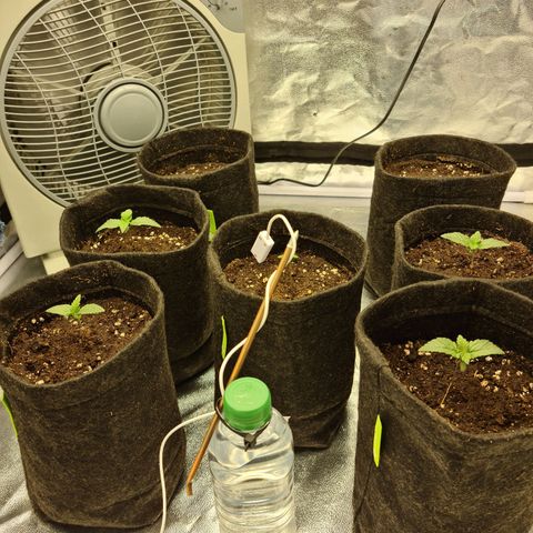 Bruce Banner #3 growlog timeline photo