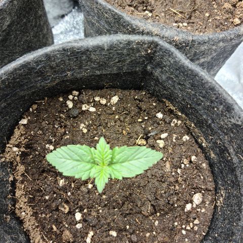 Bruce Banner #3 growlog timeline photo