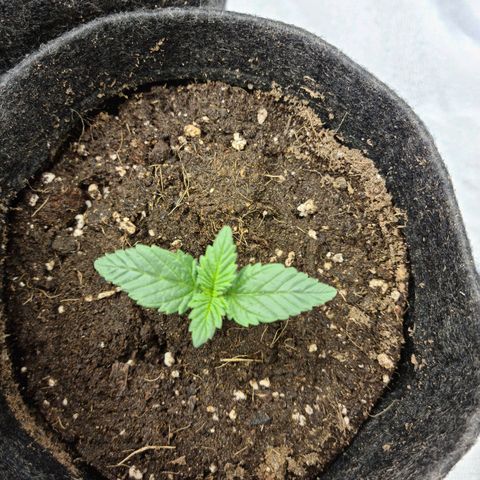 Bruce Banner #3 growlog timeline photo
