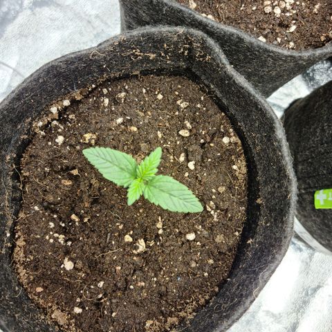 Bruce Banner #3 growlog timeline photo