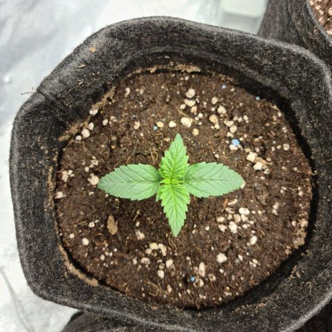 Bruce Banner #3 growlog timeline photo