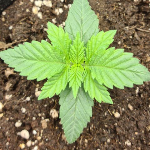 Bruce Banner #3 growlog timeline photo
