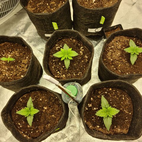 Bruce Banner #3 growlog timeline photo