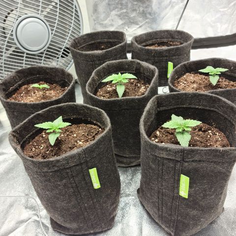 Bruce Banner #3 growlog timeline photo