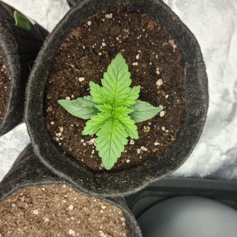 Bruce Banner #3 growlog timeline photo