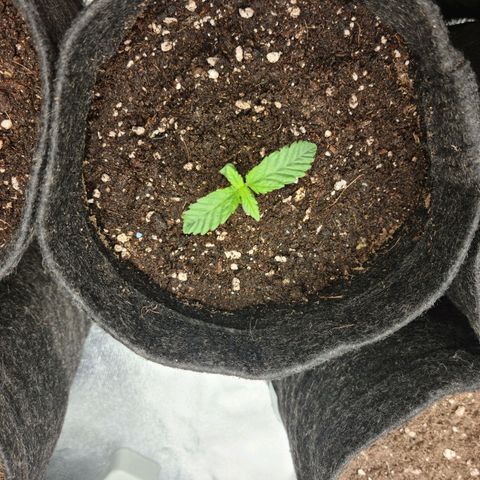 Bruce Banner #3 growlog timeline photo