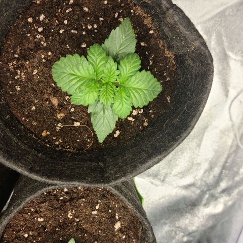 Bruce Banner #3 growlog timeline photo