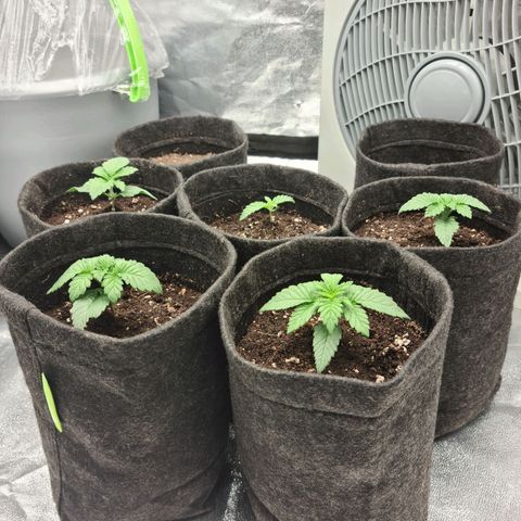 Bruce Banner #3 growlog timeline photo