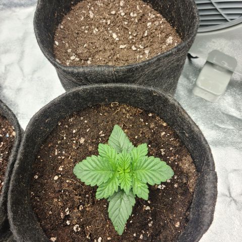 Bruce Banner #3 growlog timeline photo