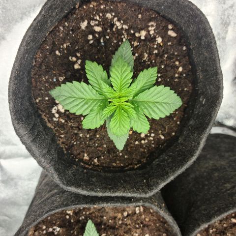 Bruce Banner #3 growlog timeline photo